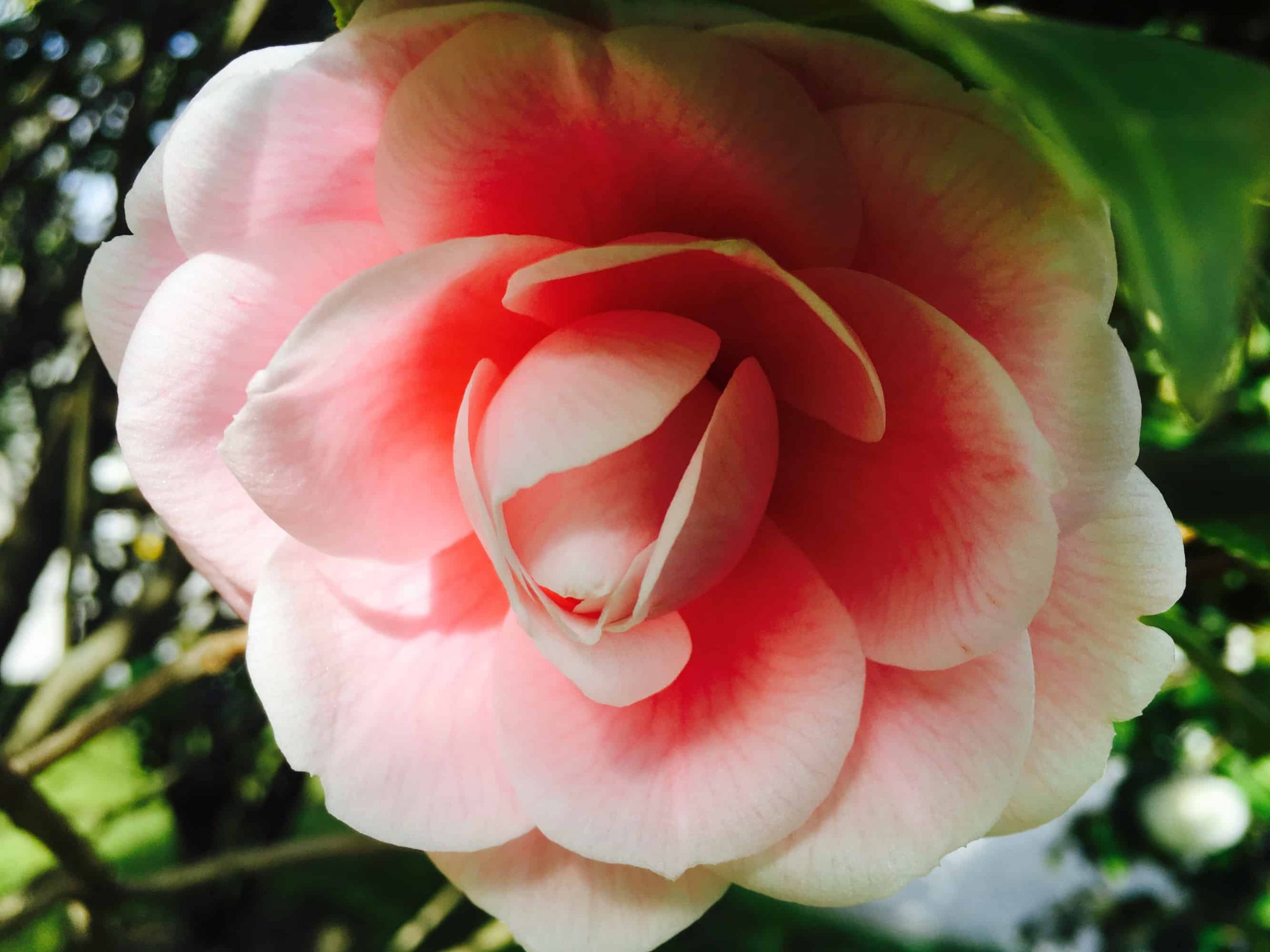 Bellagio pink camelia