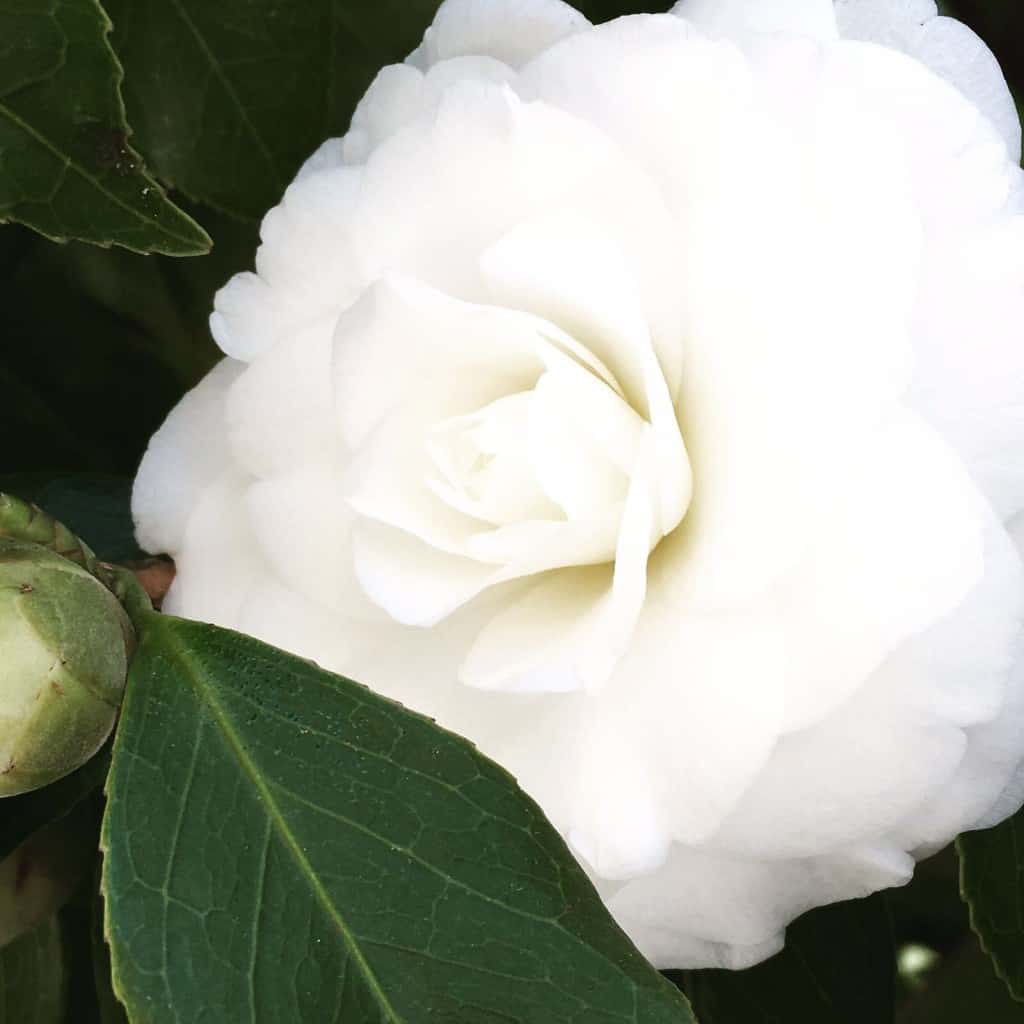 Bellagio white camelia